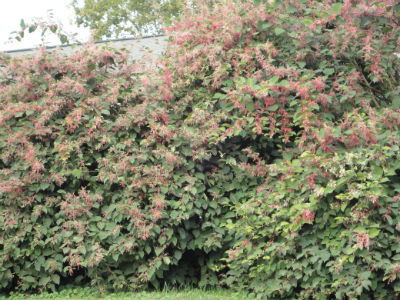 Árbol de Jatropha