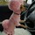 rosy_iannibelli