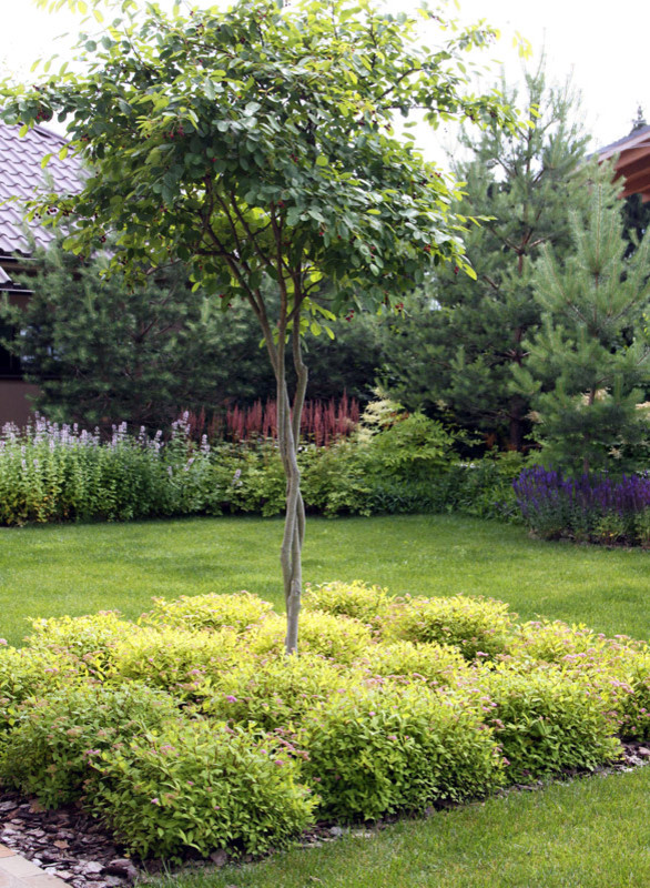 Современный сад