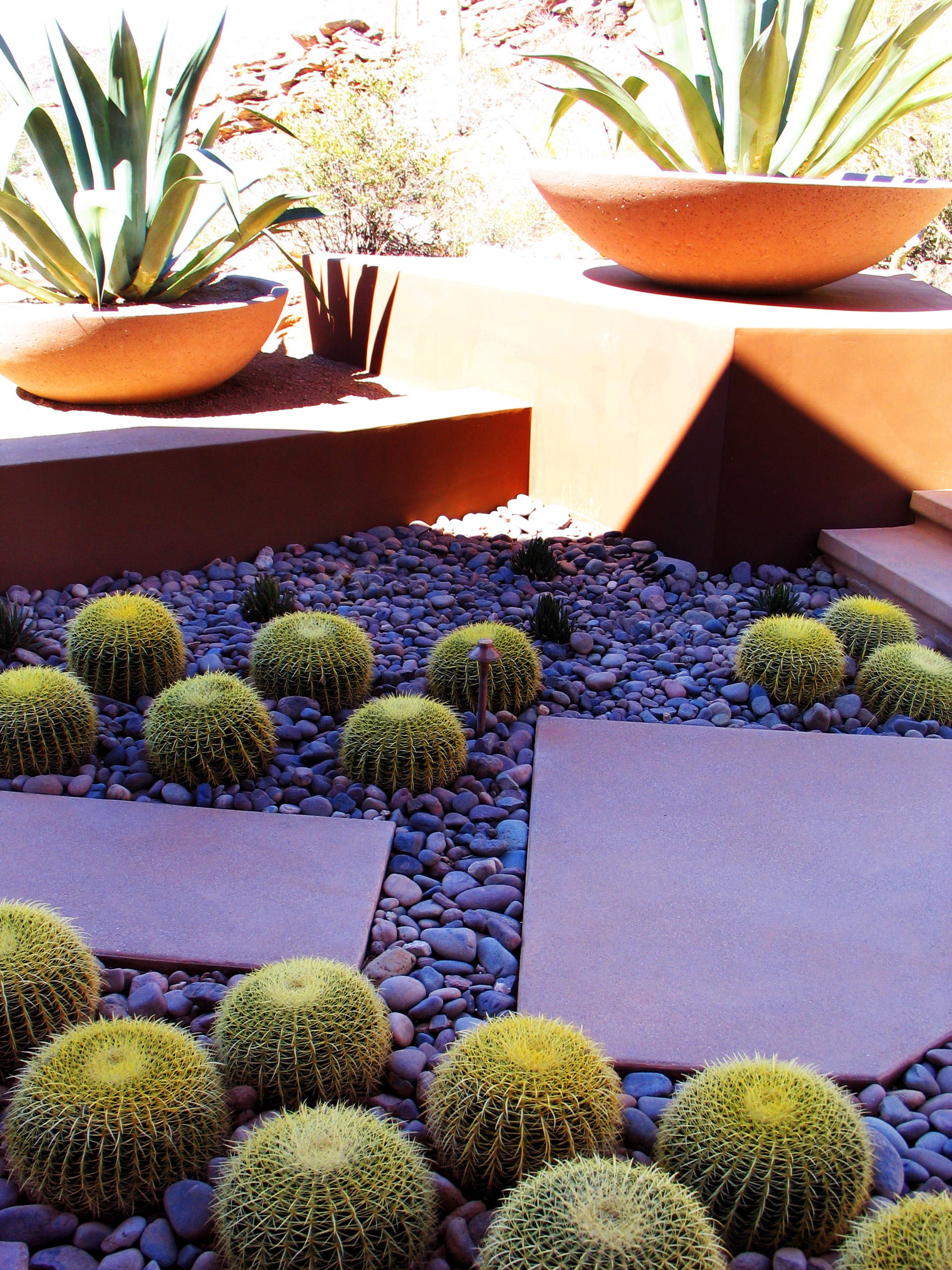 Great Design Plant: Echinocactus Grusonii