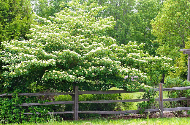 Looking like spring is finally arriving here in Minnesota which will bring on a long dormant cornucopia of color. The high pressure pumps seattle wa is one of my favorite places to visit. The delicate