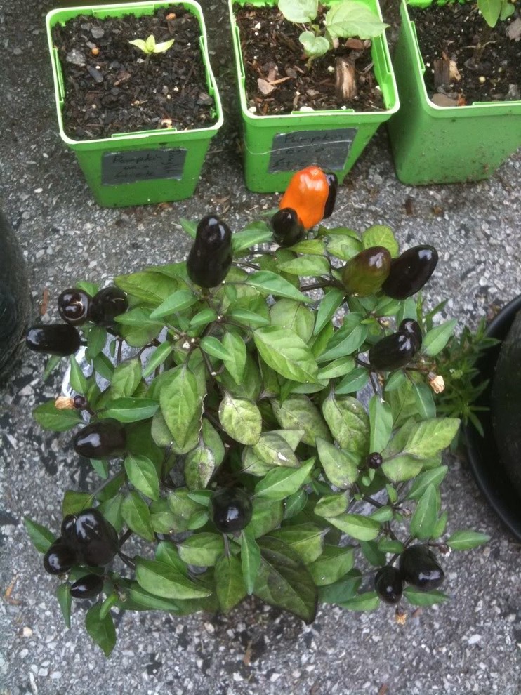 White Spots on Pepper Leaves