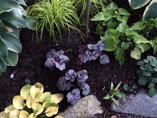 Heuchera - campana de coral
