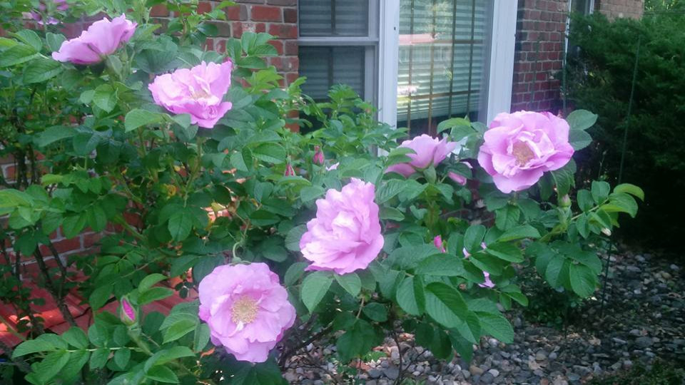 Where to buy roses in Michigan?