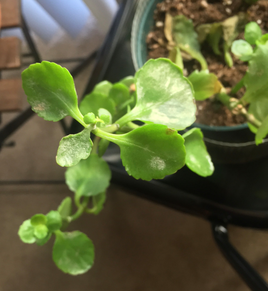 White powdery mold on kalanchoe