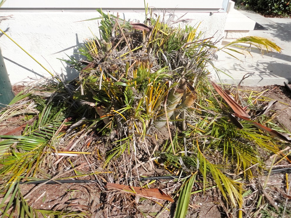 Nasty Areca Palm roots