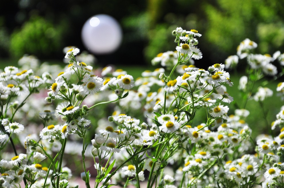 д. Громково - Уход за садом - 100% качество