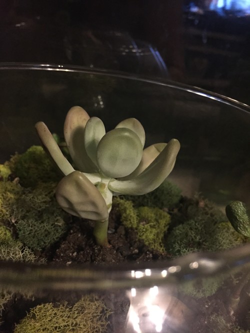 over or underwatered succulent over or underwatered succulent