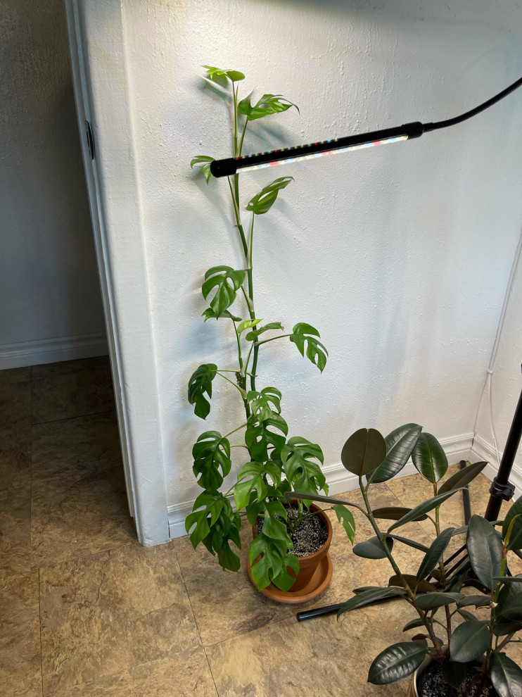 leggy monstera | Houzz Forum
