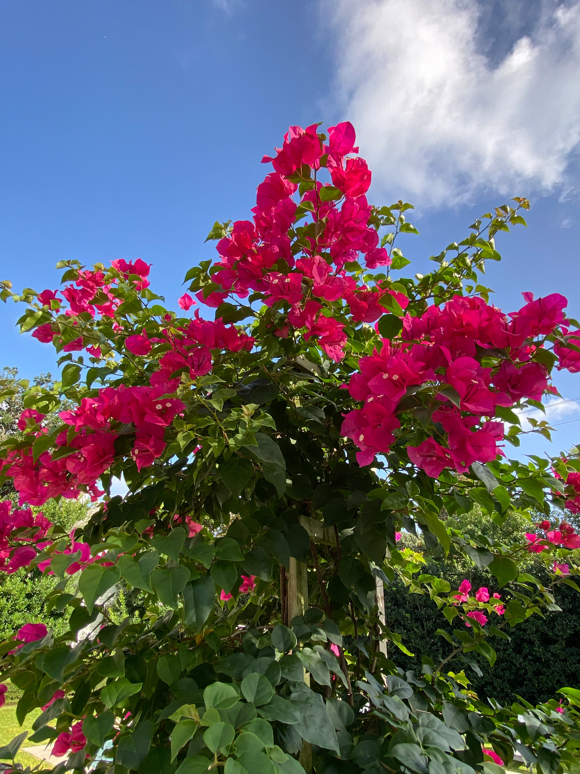 Bougainvillea and being poolside seems right for a Houston summer.
