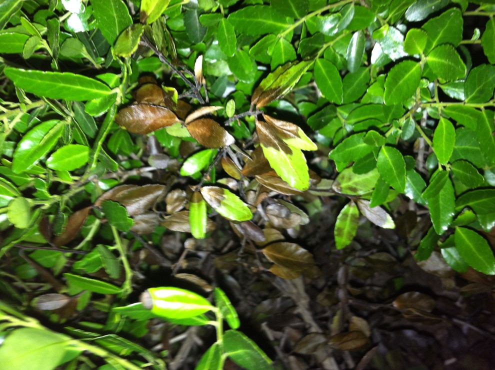 Holly leaves turning brown/black HELP!!