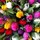 dawn_braithwaite