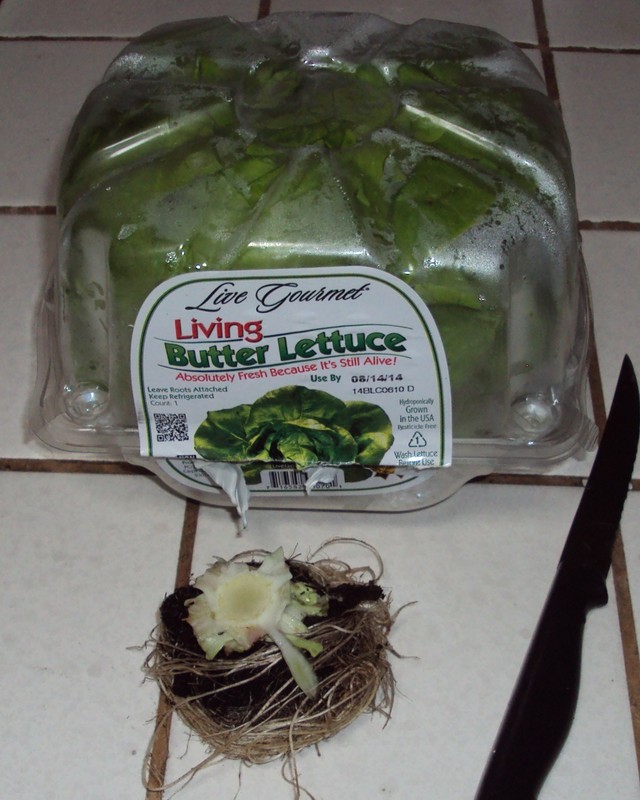 Planting Butter Lettuce Roots