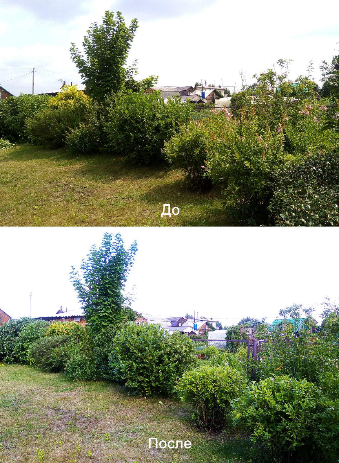 Обрезка и стрижка деревьев и кустарников