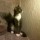 carolyn_budai