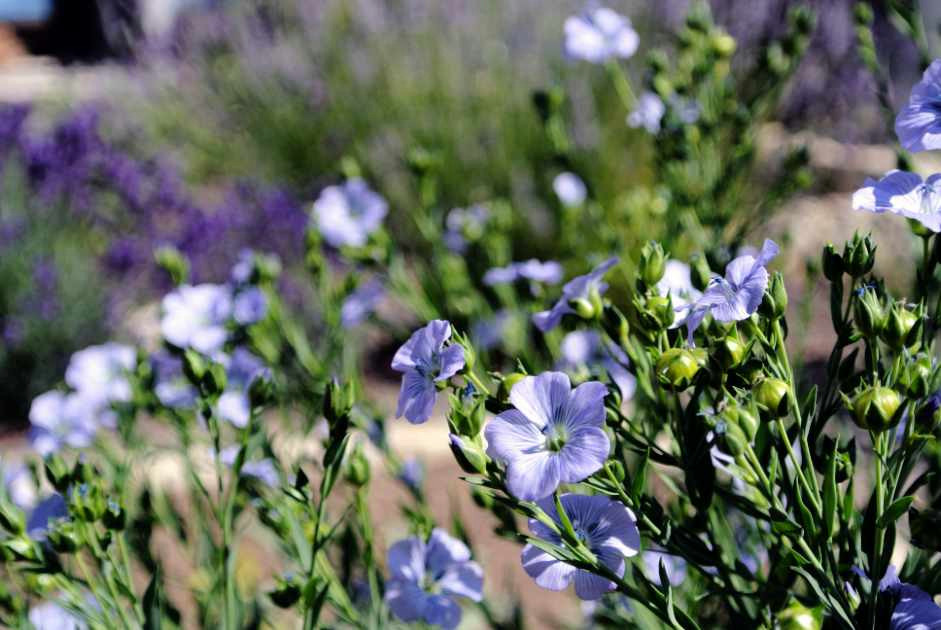 Pflanzenvielfalt im Stadtgarten