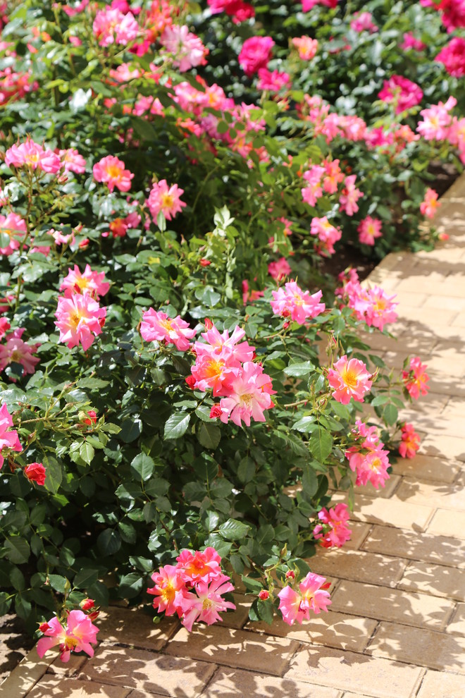 Розарии в садах NB-GARDEN