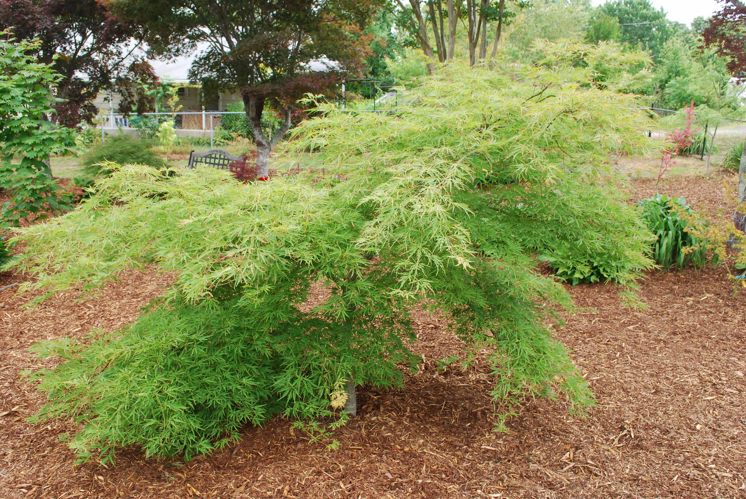 Acer palmatum 'Germaine's Gyration' a.k.a. 'contorta'