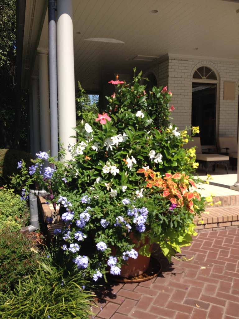 Summer Container Plantings