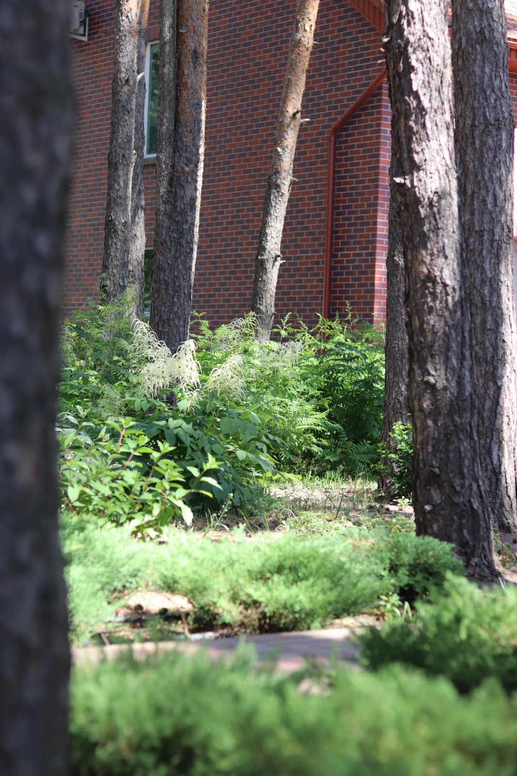 Сад под соснами