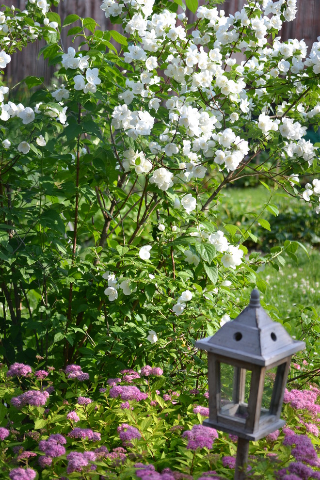 Цветущий чубушник