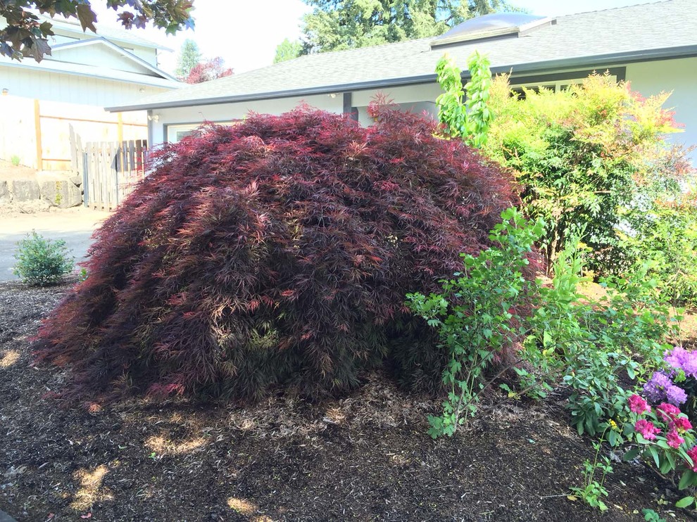 How to Trim Japanese Maple (never trimmed)