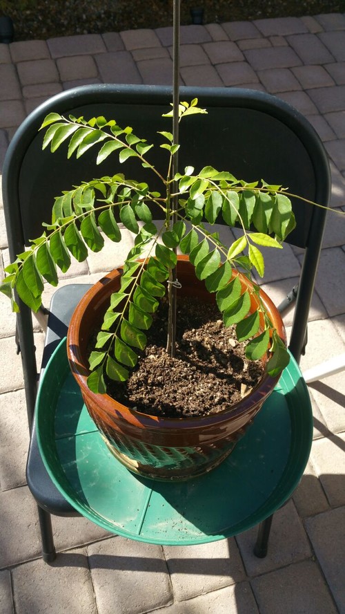 Brown spots in Curry Leaf Plant (Murraya Koenigii) Please