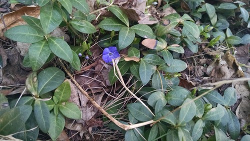 Groundcover With Purple Flowers