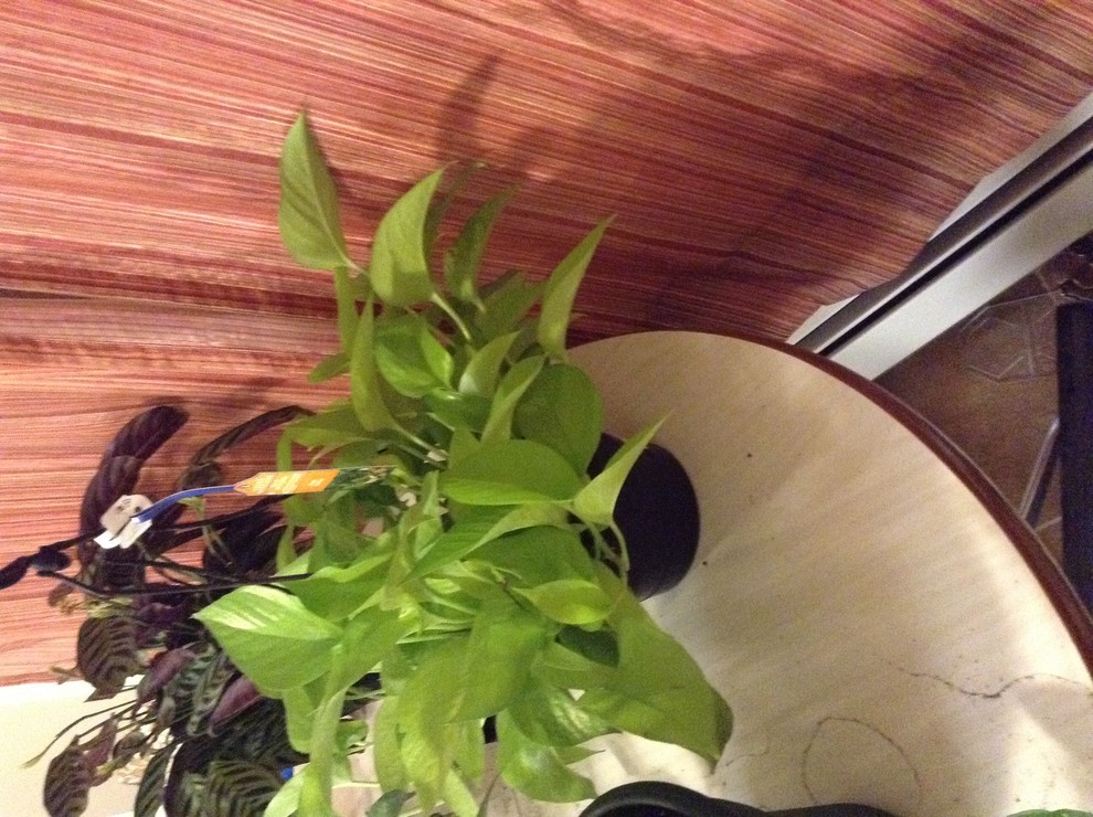 Do pothos prefer to be pot bound?? | Houzz Forum