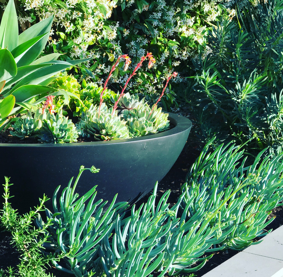 Photo of a contemporary front yard full sun garden in Melbourne with natural stone pavers.