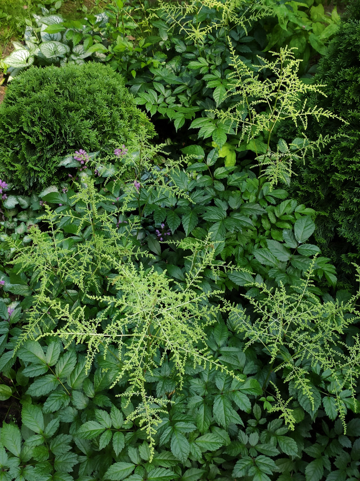 Проект "Форест"