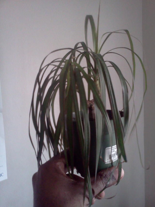 droopy drangon plant | Houzz Forum