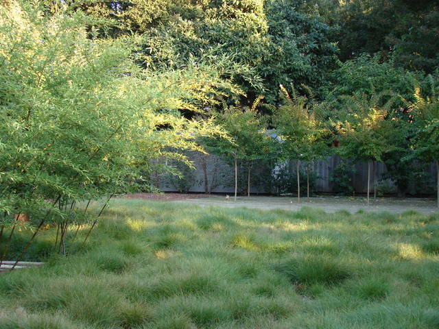 Image showcasing A Guide to the Grasses Available for Nontraditional Lawns