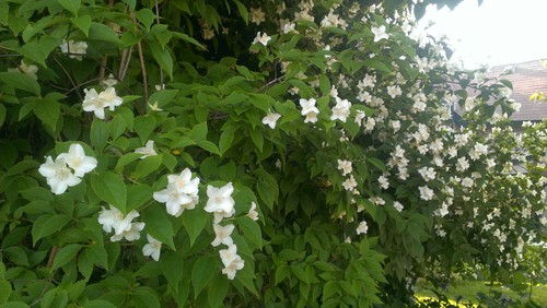 What Tree Or Bush Has These White Flowers