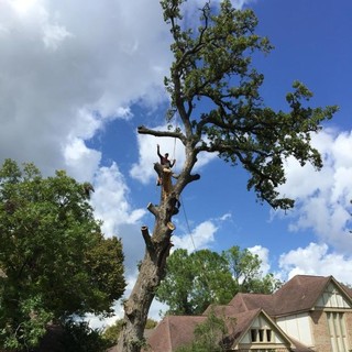 Family Tree Professional Tree Service Katy Tx Us 77449 Houzz