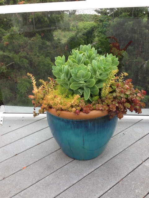 container gardens contemporary-terrace