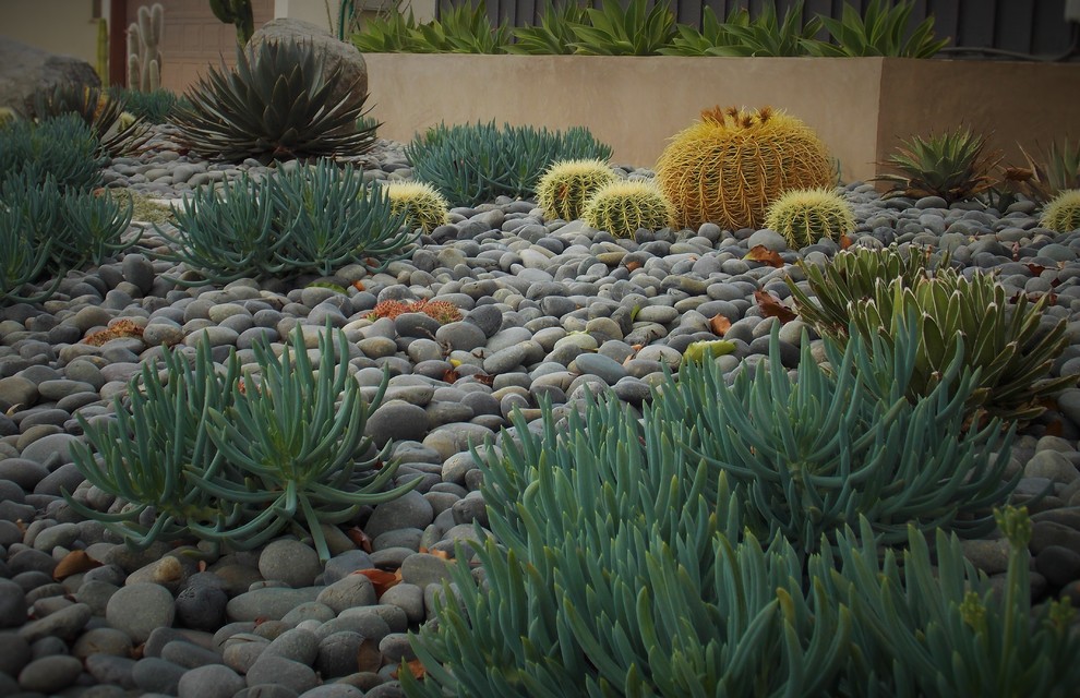 Photo of a midcentury front yard partial sun xeriscape for spring in Los Angeles with a garden path and concrete pavers.