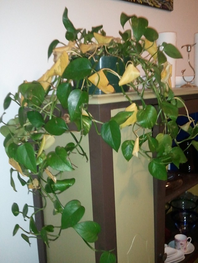 Help, pothos turned yellow while I was gone! | Houzz Forum