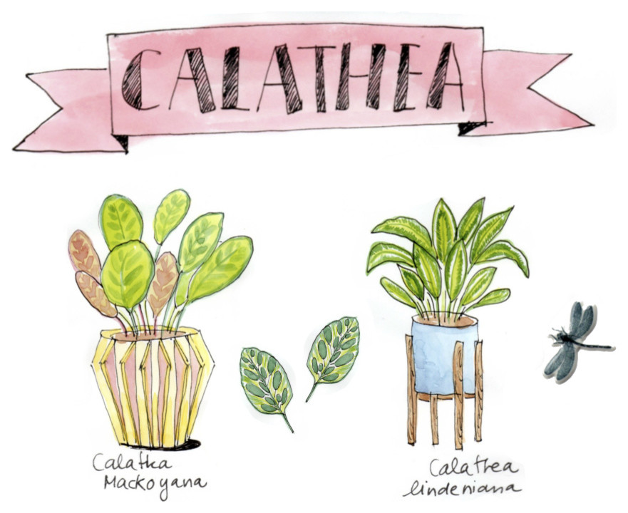 Come si Cura la Calathea? Scarica la Scheda Illustrata con Tutte le  Istruzioni