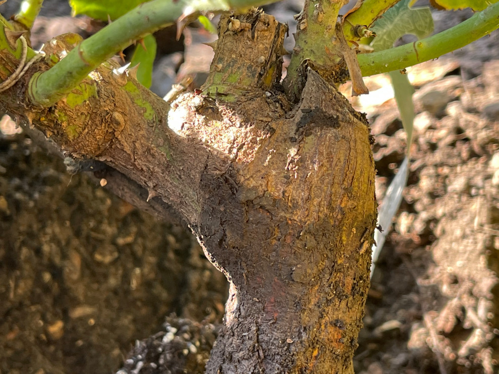 Misplaced Roots Is this own root or grafted? | Houzz Forum