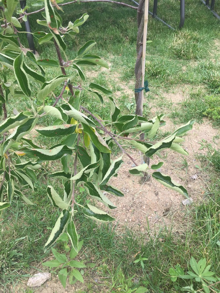 why are the leaves on my apple tree curling?