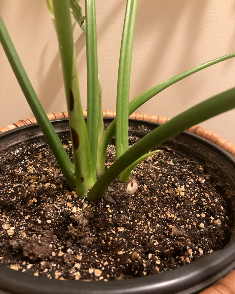 Philodendron Hope- black spots on stem | Houzz Forum