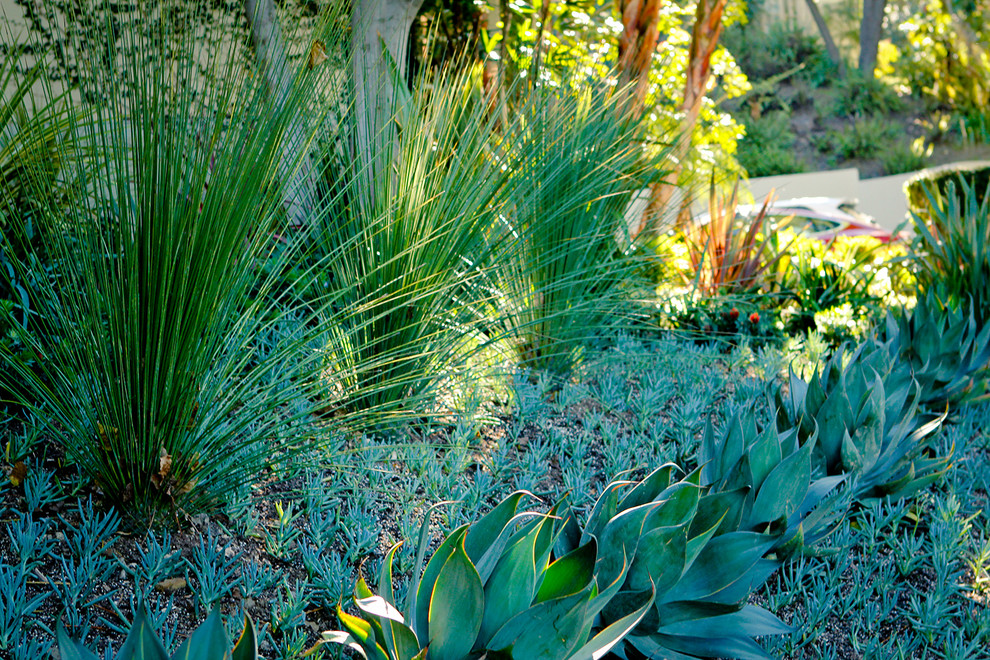 Design ideas for an expansive contemporary front yard xeriscape in Los Angeles.