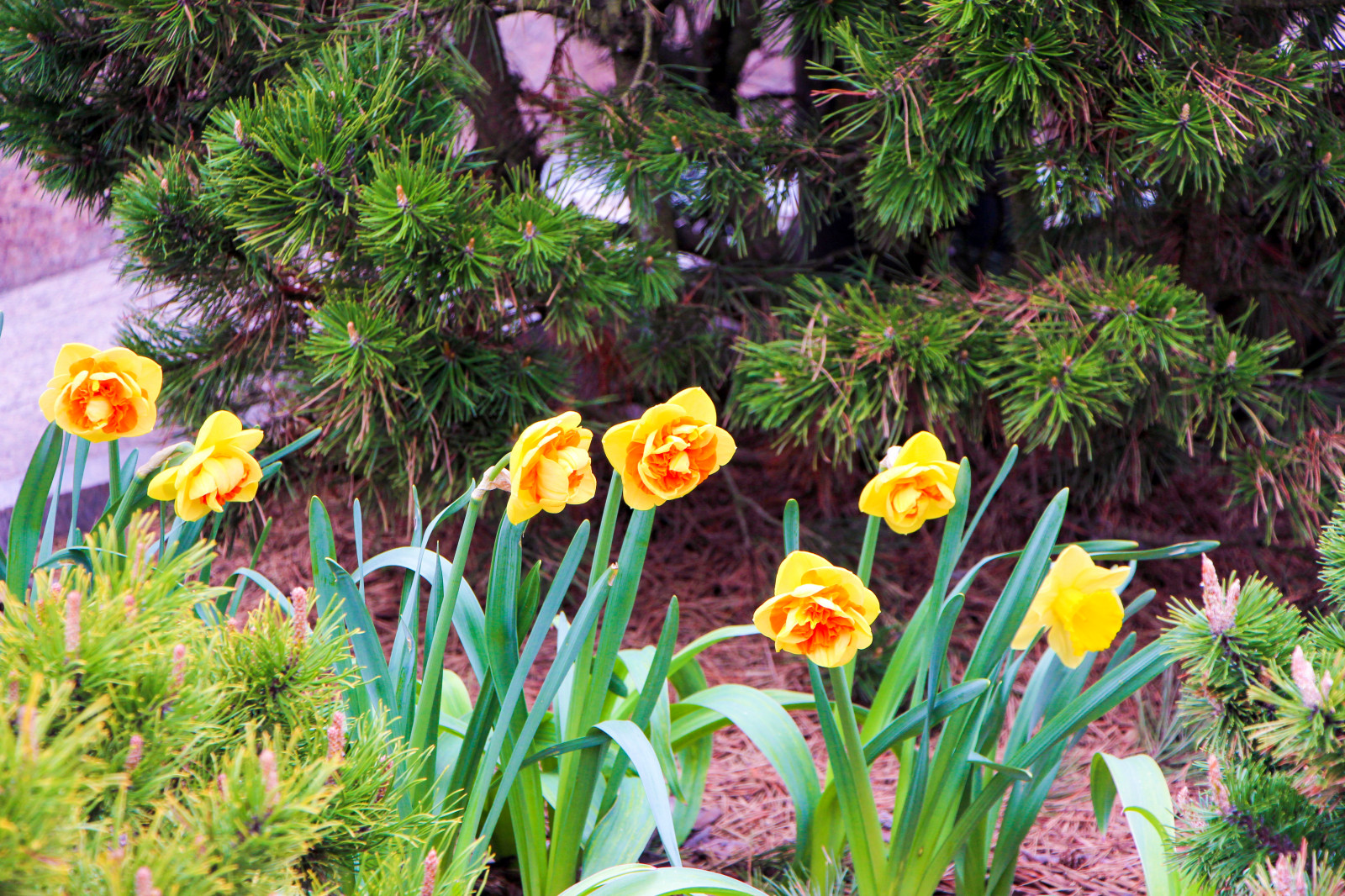 Горки-10, 2017-2020 г.г.