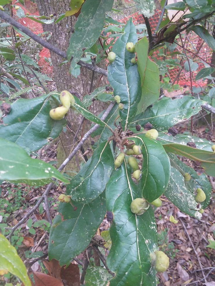 Another persea species?