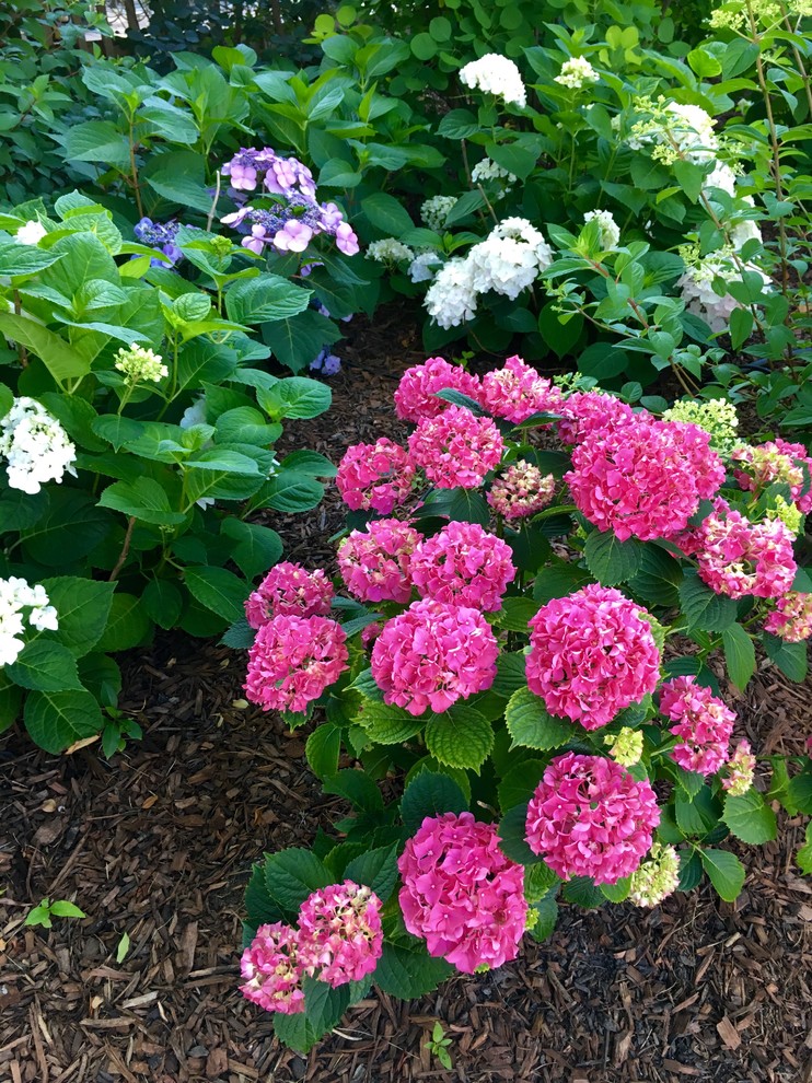 Hydrangea  Garden.