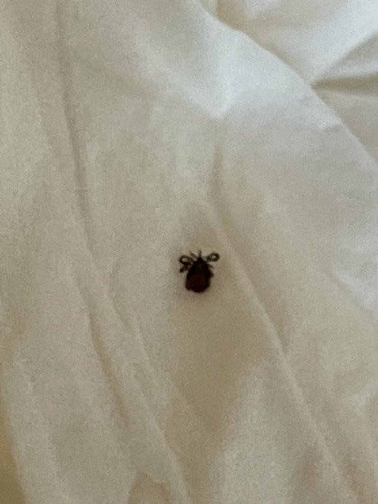 Is this a bed bug or tick or something else?