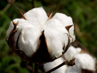 Cotton Construction