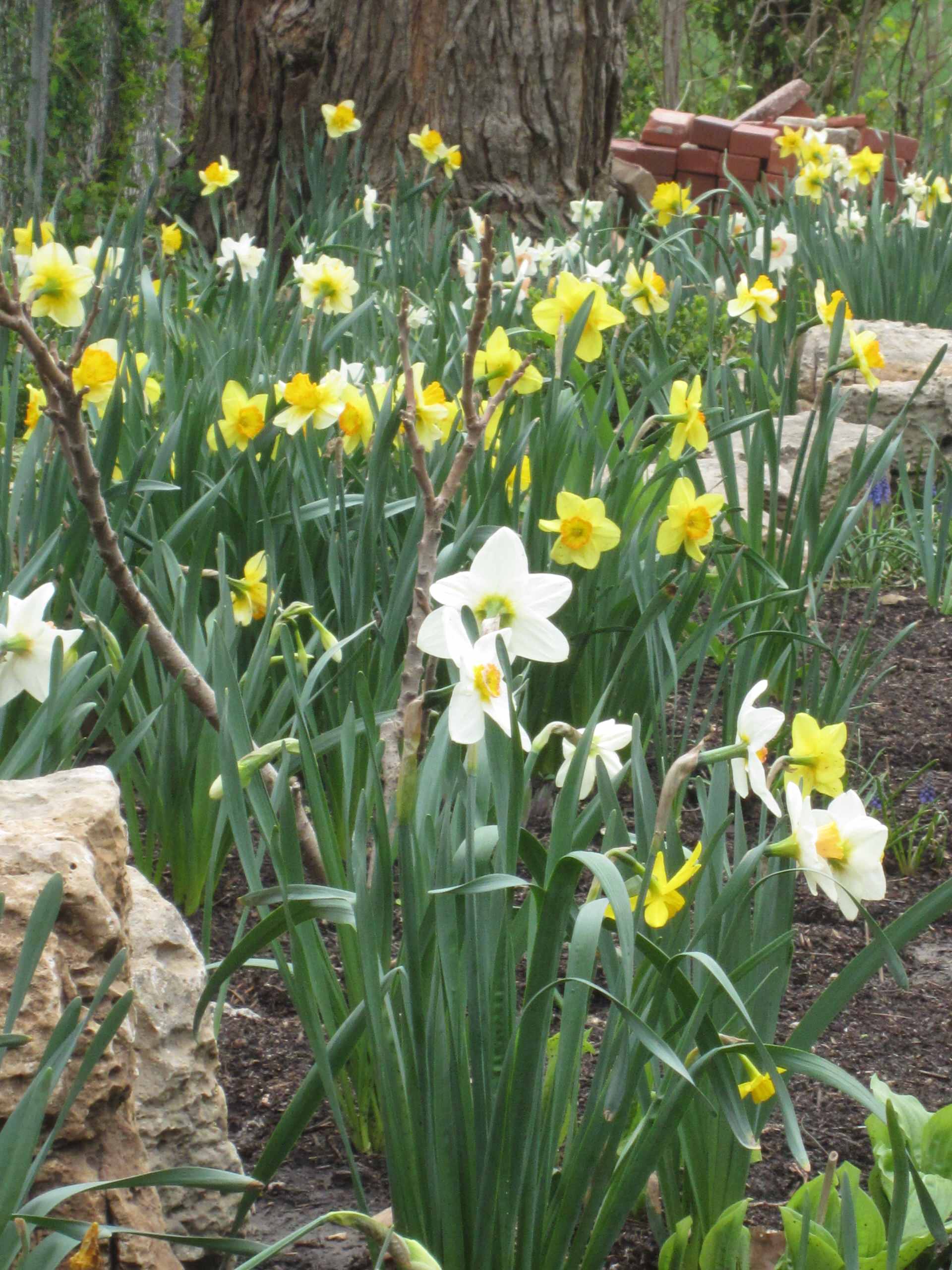 Spring Gardens