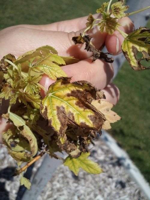 Autumn Blaze Maple Tree Black Spots On Leaves